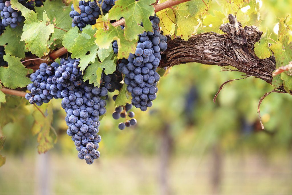 Noa'h planta une vigne