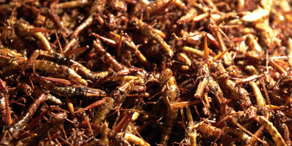 Les sauterelles Le Malbim