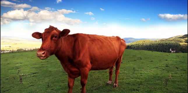 Parachat Para (audio) La vache rousse - Selon un Darouch de Rabbi Its'hak Itsik Haver (3/3). Michel Baruch