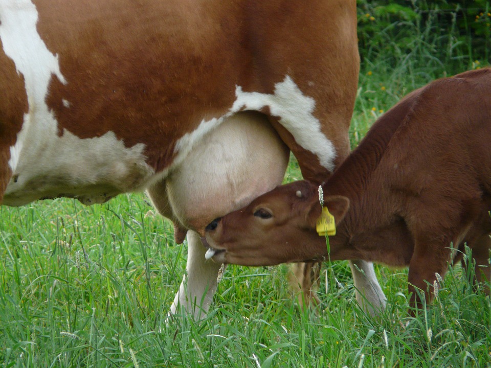 Séfer Hamitsvot Haqatsar  99. Mitsva négative 108 :  Ne pas pratiquer abattage rituel d’un animal d’espèce permise : Elle et son fils le même jour