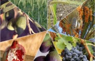 La beauté des fruits d’Israël. Quelle est leur importance? Rav Yoel Hattab