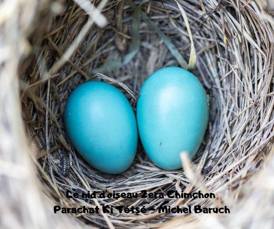 Le nid d'oiseau Zera Chimchon. Parachat Ki Tétsé - Michel Baruch