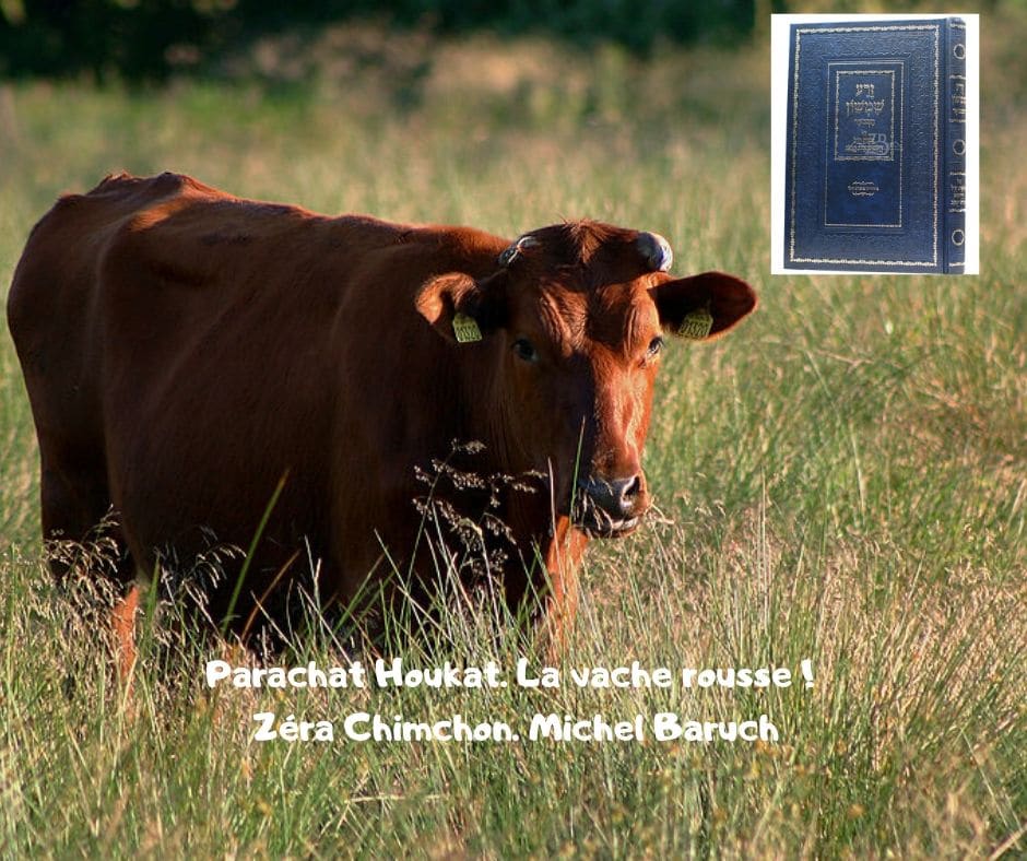 Parachat Houkat. La vache rousse ! Zéra Chimchon. Michel Baruch