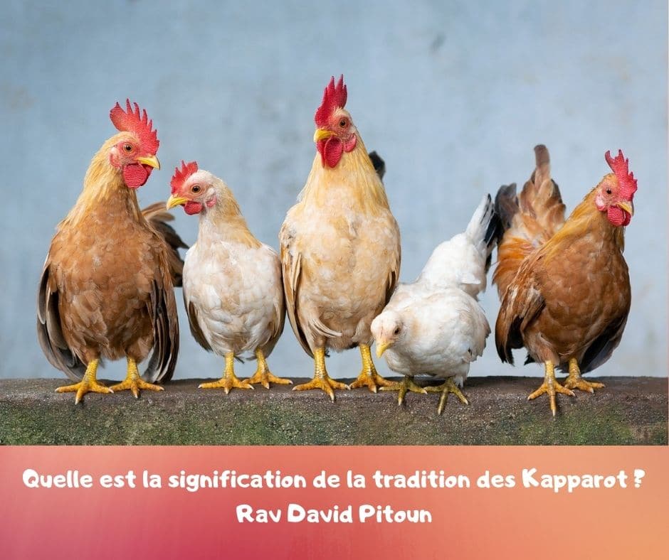 Quelle est la signification de la tradition des Kapparot ? Rav David Pitoun